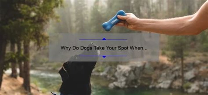 Quick Answer: Why Do Dogs Steal Your Spot