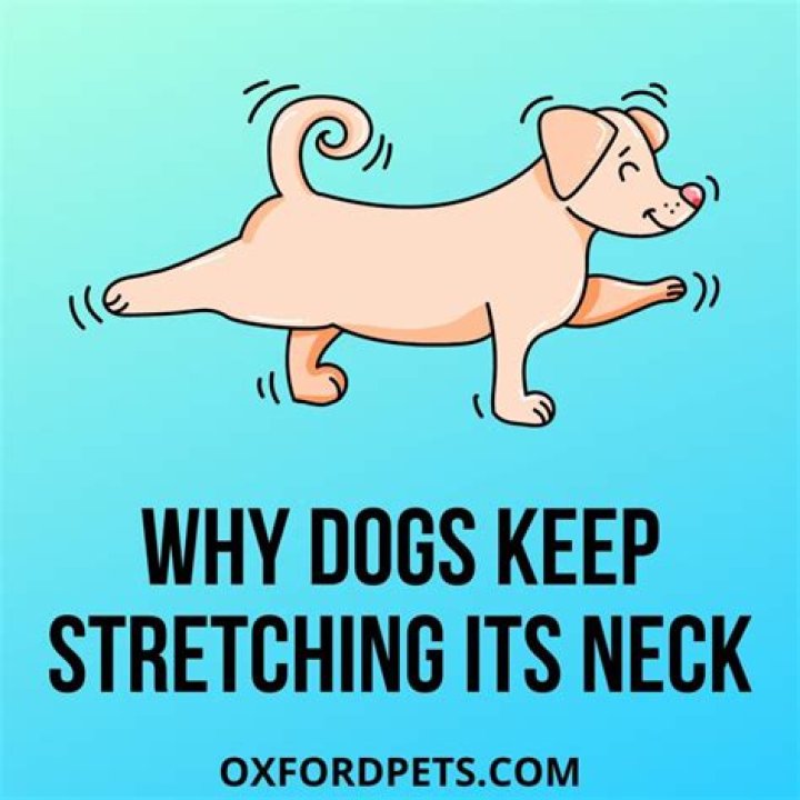 Quick Answer: Why Does My Dog Keep Stretching His Neck