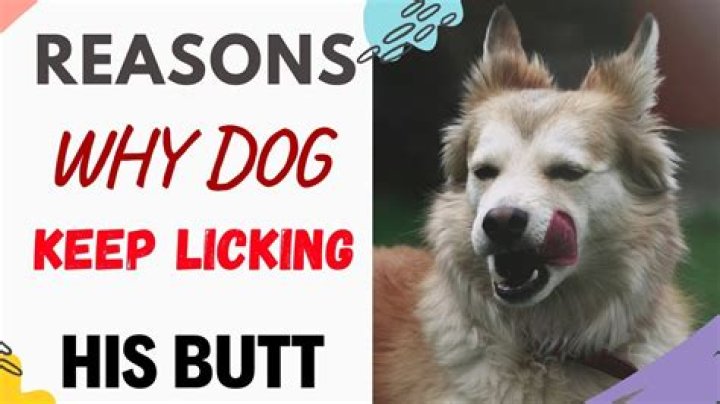 Quick Answer: Why Does My Dog Like Having His Butt Scratchd