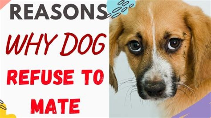 Quick Answer: Why Does My Female Dog Refuse To Mate