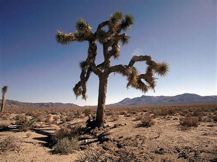 Quick Answer: Why Is It Called The Joshua Tree