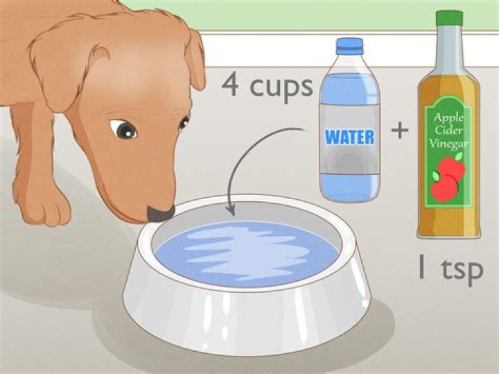 Quick Answer: Will Baby Oil Kill Fleas On Dogs