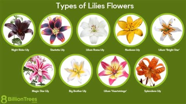 Types of lilies - How To Discuss