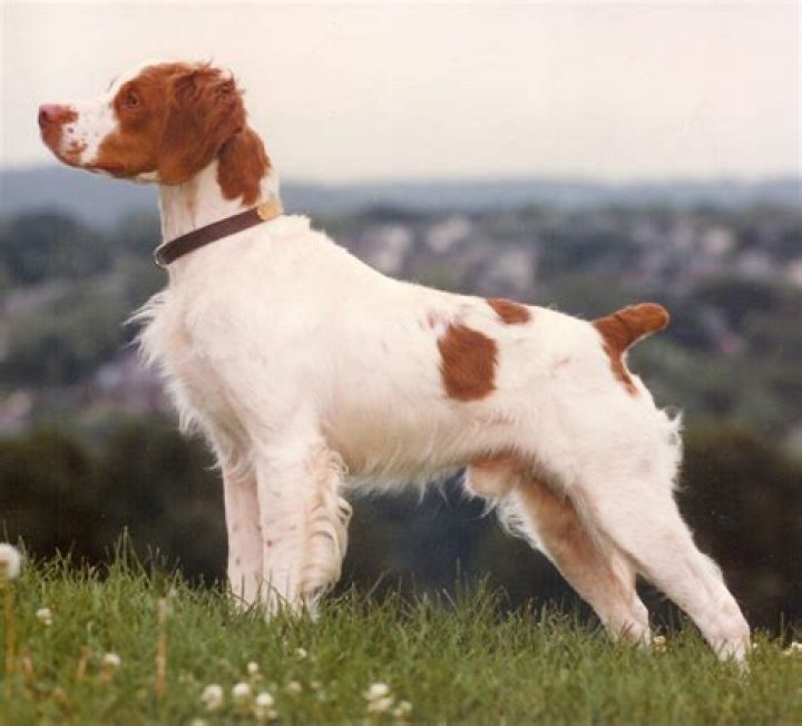 What Does A Brittany Dog Look Like