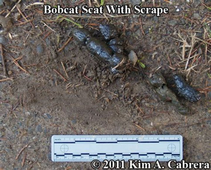 What Does Bobcat Scat Look Like
