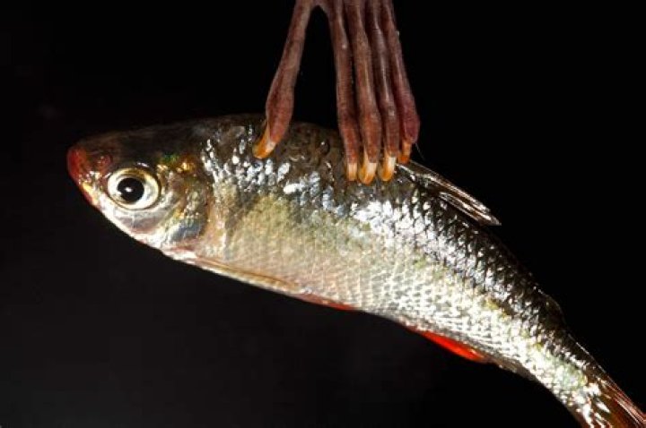 What Is A Fish Bat Used For