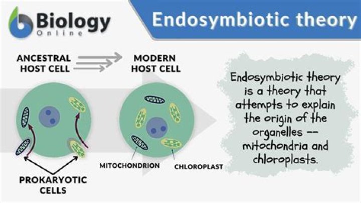 What is Endosymbiotic Theory - How To Discuss