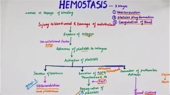 What is hemostasis - How To Discuss