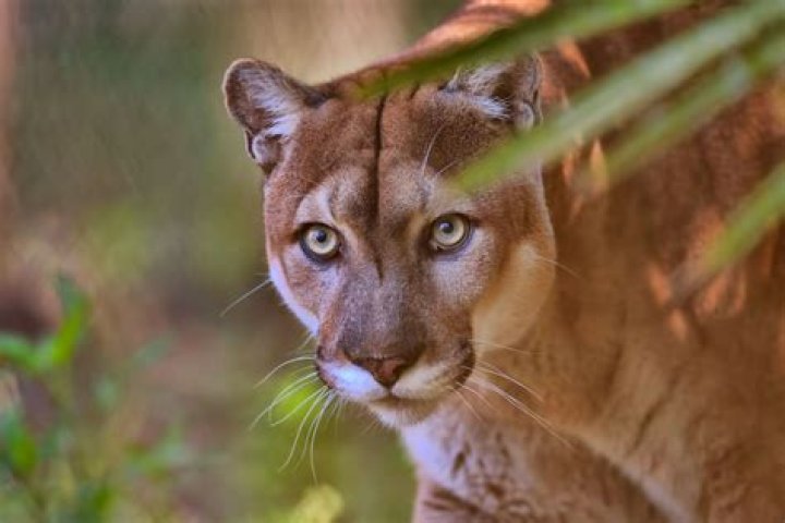 What Is The Florida Panthers Life Cycle