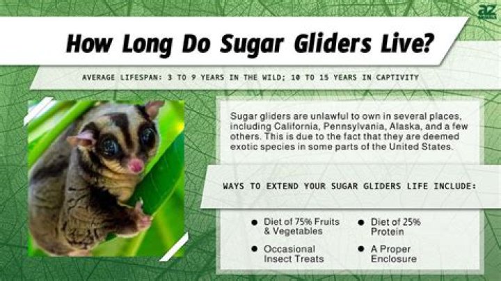 What Is The Sugar Gliders Life Cycle