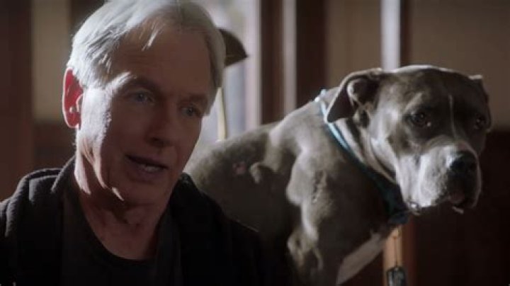 What Kind Of Dog Does Mark Harmon Have