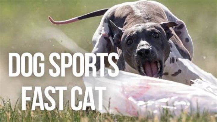 What’s Faster A Cat Or A Dog