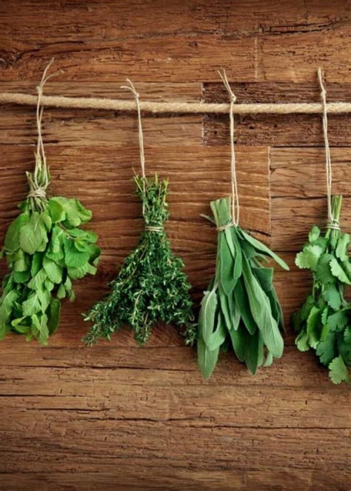 What Scent Do Flies Hate