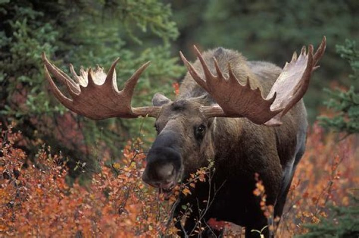 What State Has The Most Moose
