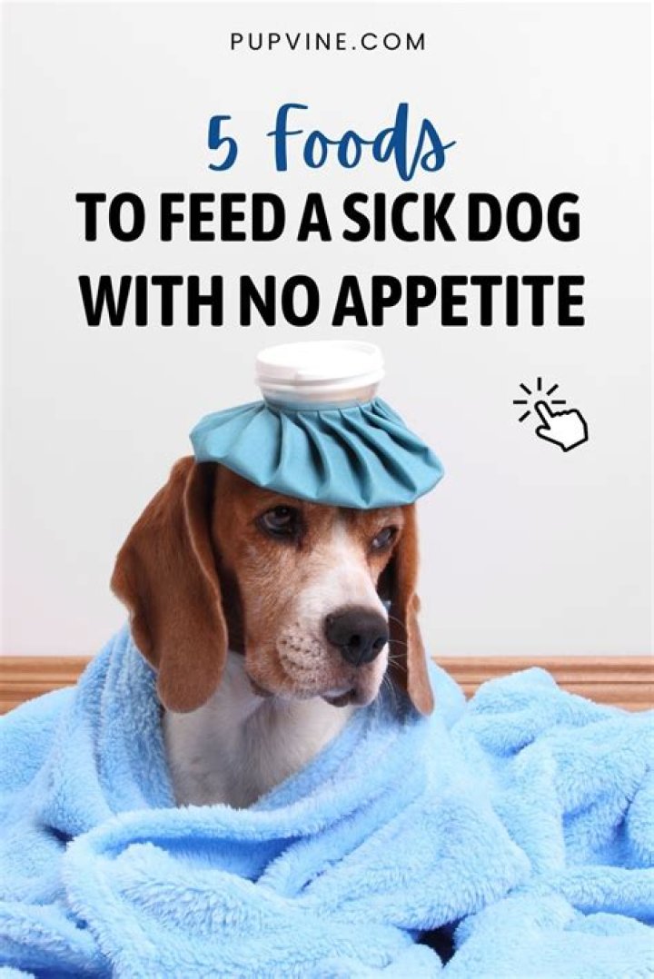 What to feed a sick dog with no appetite