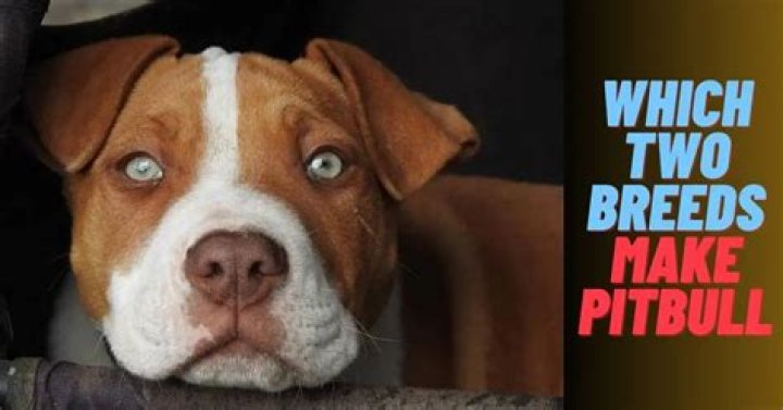 What Two Dogs Were Bred To Make A Pitbull