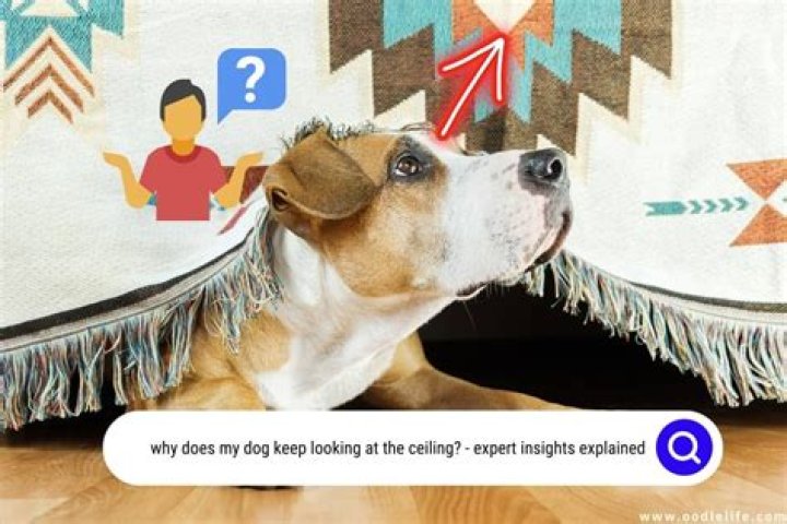 When Dog Keeps Looking To The Ceiling