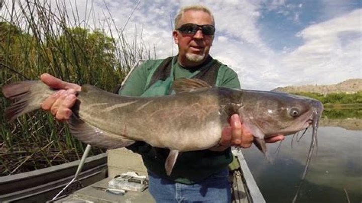 Where To Catch Catfish In Washington State