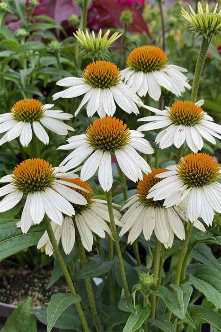 White coneflower - How To Discuss