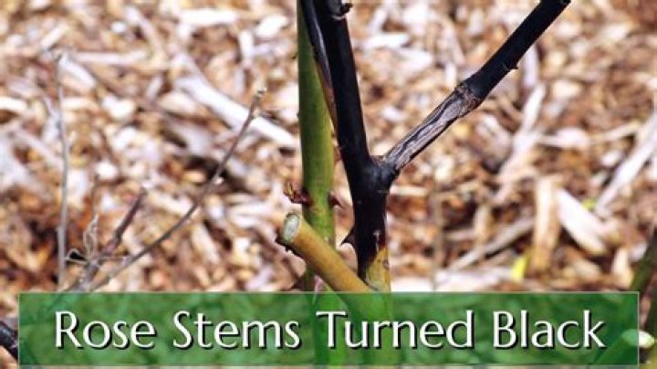 Why are my branches turning black?