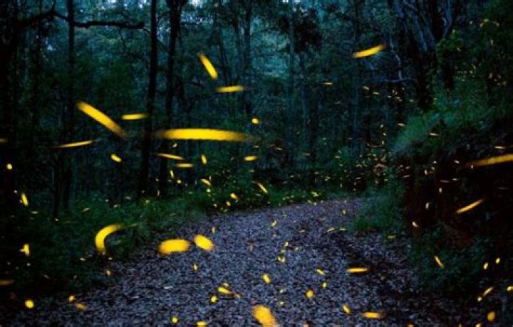 Why Are There No Fireflies In California