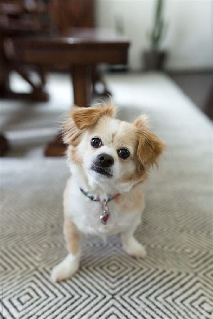 Will My Dog Confuse My Roommates For Her Owners