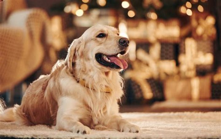 Will Pine Needles Hurt Dogs