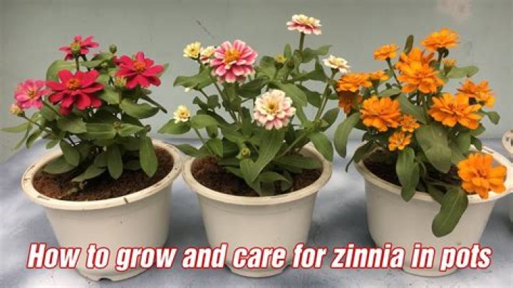 Zinnia care - How To Discuss